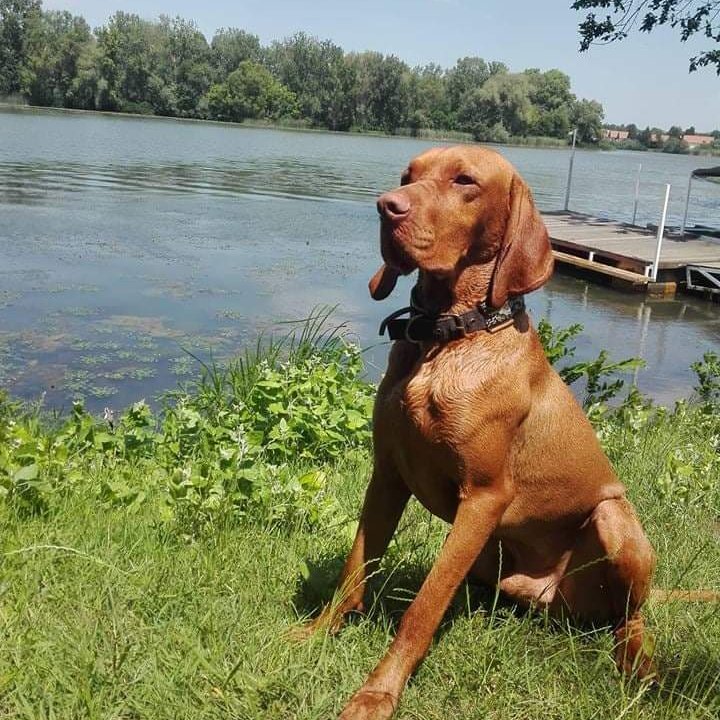 magyar vizsla tóparton